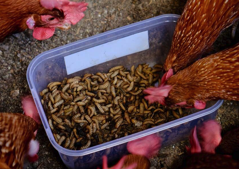 雞飼料中的抗氧化劑有什麼作用?