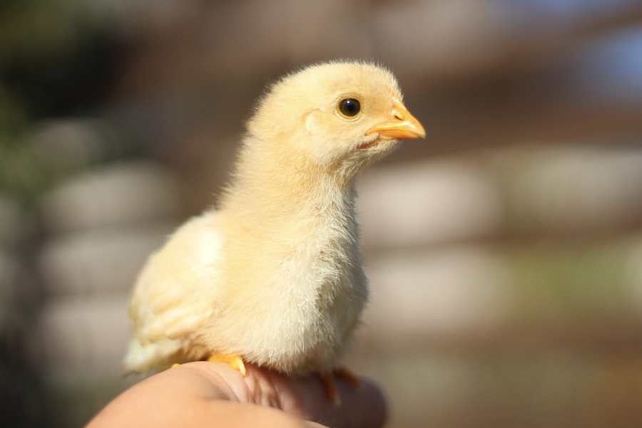 糖精可以加入到雞飼料中嗎，有什麼作用？