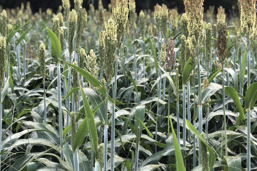 蘇丹草落花生病是什麼疾病，怎麼防治？