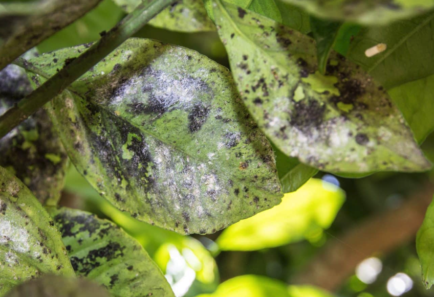 狼杷草的抗病性怎麼樣，哪些農藥可以消滅?