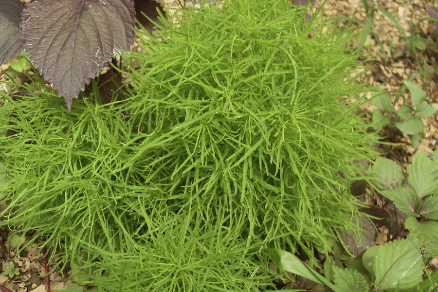 地膚對莠去津產生抗藥性怎麼辦？