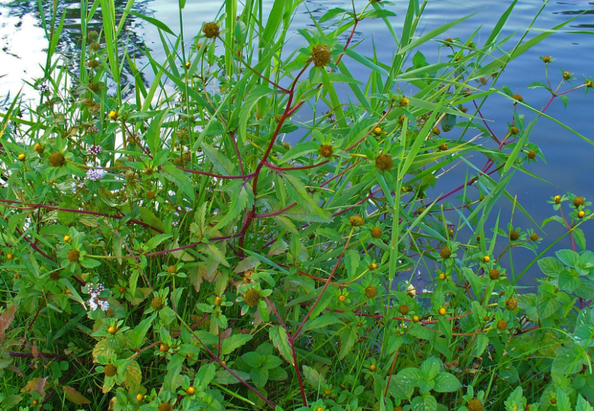 狼杷草怎麼通過側芽繁殖?