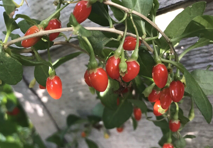 狼杷草怎麼通過種子防治?