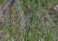 <strong>狼杷草對環境的適應性怎麼樣，繁殖速度怎麼樣?</strong>