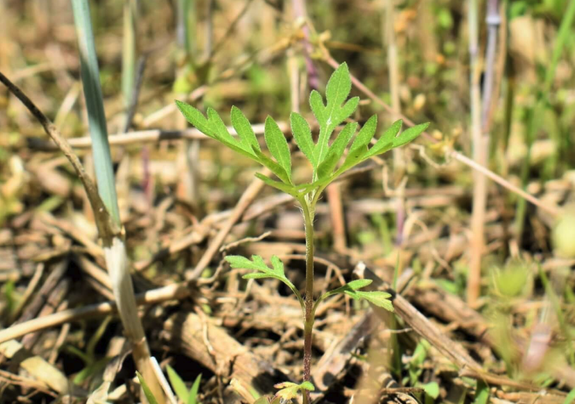 豚草對農藥莠去津產生抗藥性怎麼辦?