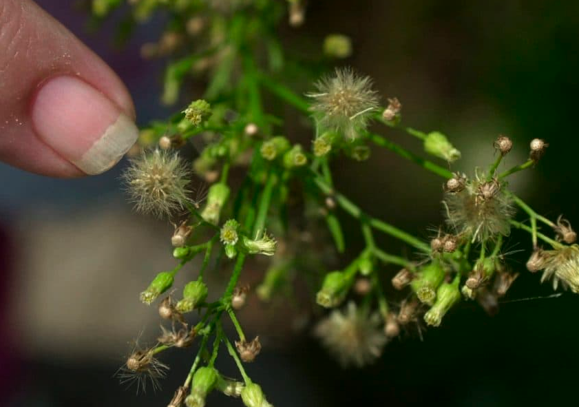 豚草有哪些病毒感染產生的病害?