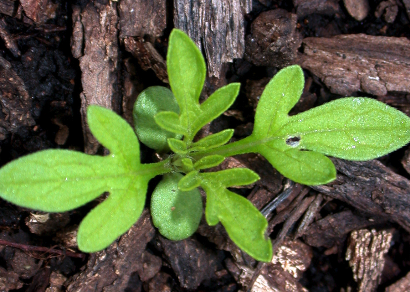 豚草的種植方法和準備條件?