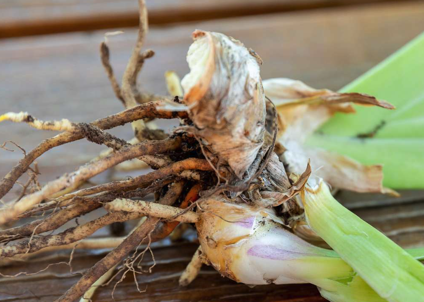 豚草怎麼通過根莖繁殖?