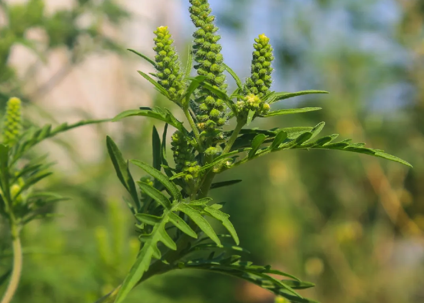 豚草怎麼通過根莖繁殖?