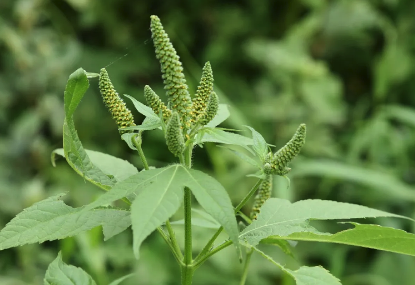 豚草怎麼收集種子和進行培育?