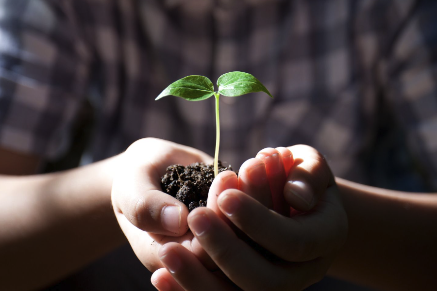 植物細胞內冠癭堿的檢測用什麼方法？