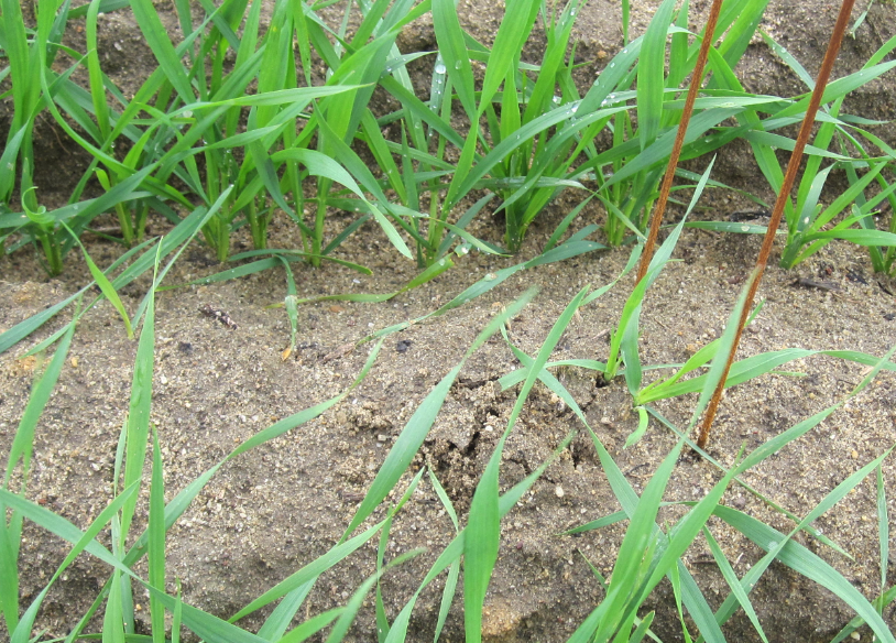 絹雀麥種子在什麼條件下生根發芽?