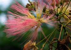 <strong>絹雀麥的種植方法介紹?</strong>