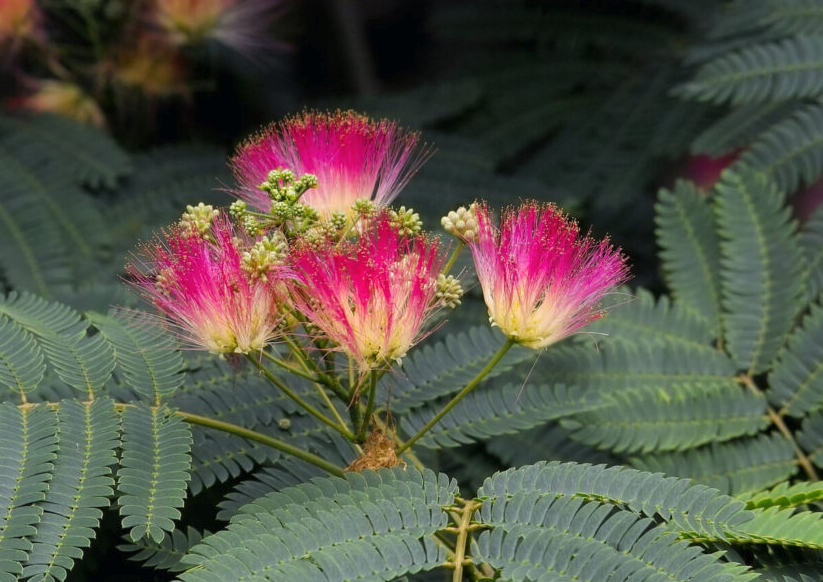 絹雀麥的種植方法介紹?