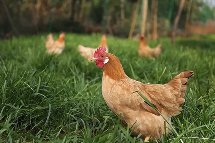 雞場怎麼計算飼料效率？