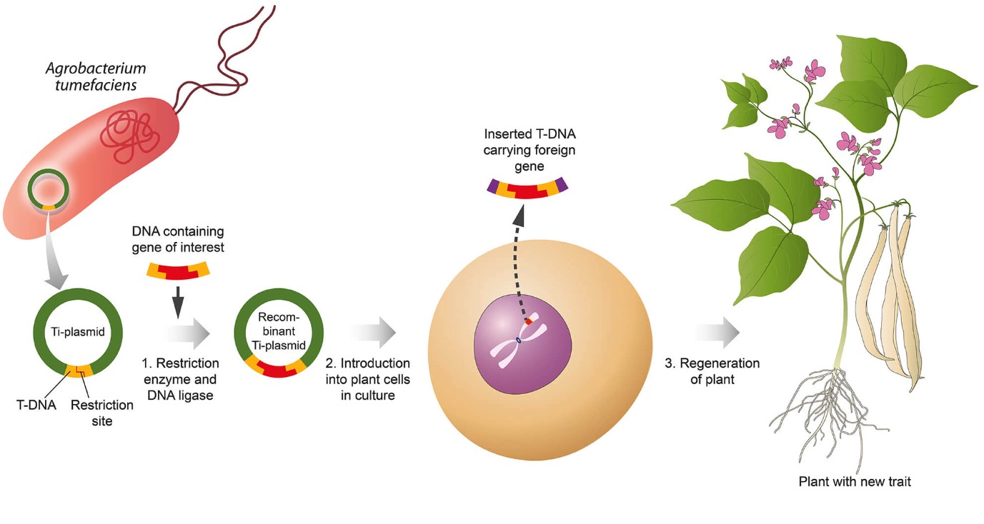 植物遺傳轉化係統有幾種？