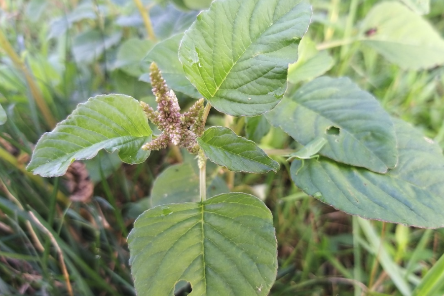 反枝莧是什麼植物，有哪些形態特點?