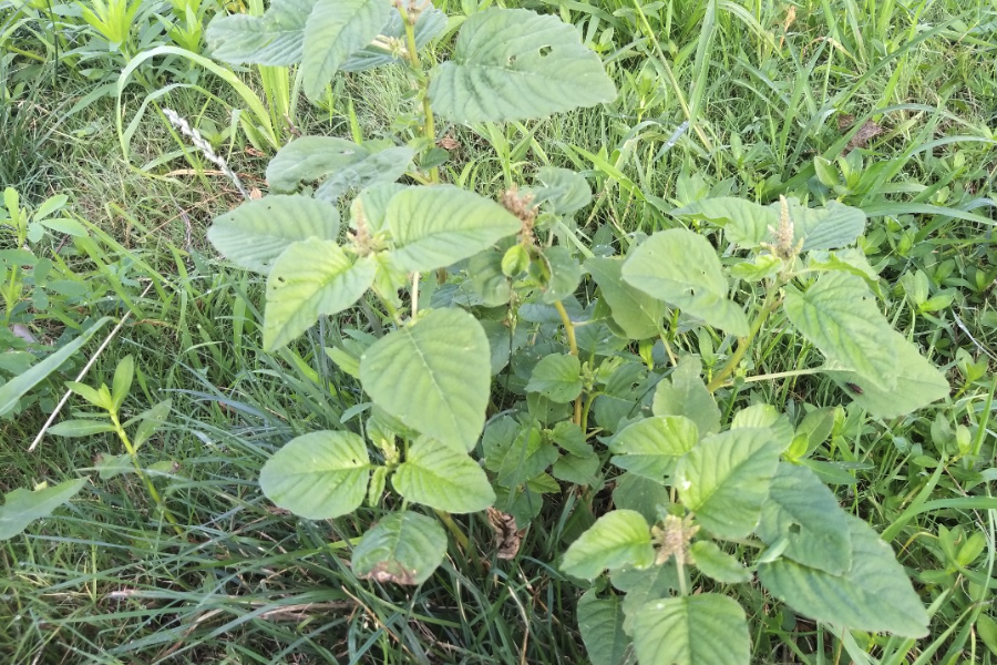 反枝莧是什麼植物，有哪些形態特點?