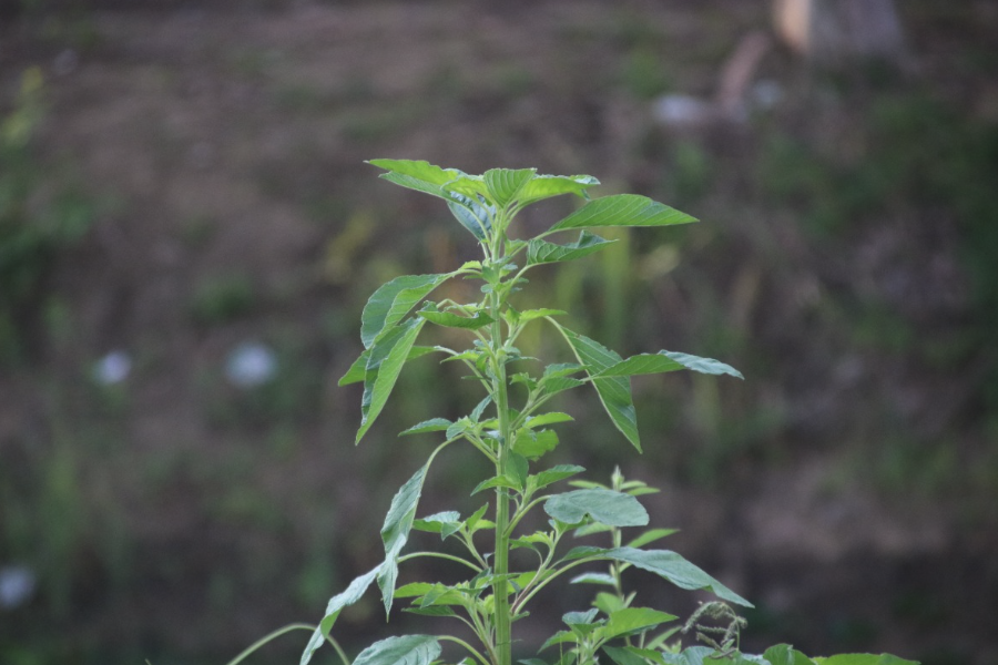 反枝莧對生長環境有什麼要求，對溫度和土壤有什麼要求?