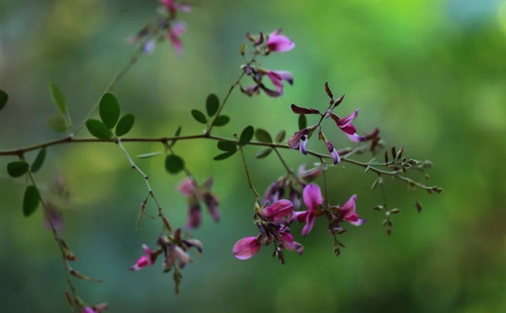 胡枝子是什麼植物，有哪些形態特點？