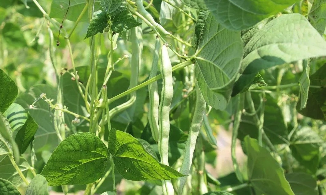 菜豆怎麼通過根癌農杆菌轉化 ？