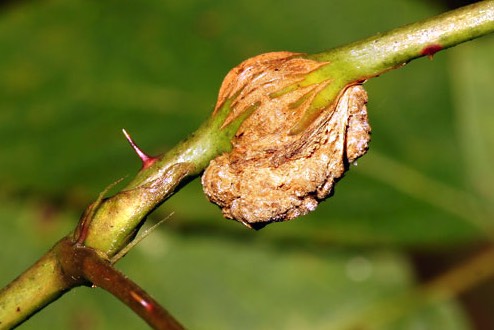 豌豆通過根癌農杆菌遺傳轉化有什麼好處？