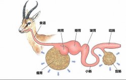 <strong>鹿的瘤胃微生物消化是怎麼樣的過程？</strong>