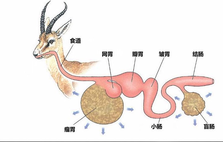 鹿的瘤胃微生物消化是怎麼樣的過程？