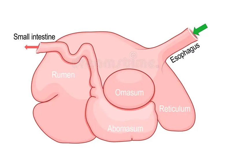 鹿的瘤胃微生物消化是怎麼樣的過程？