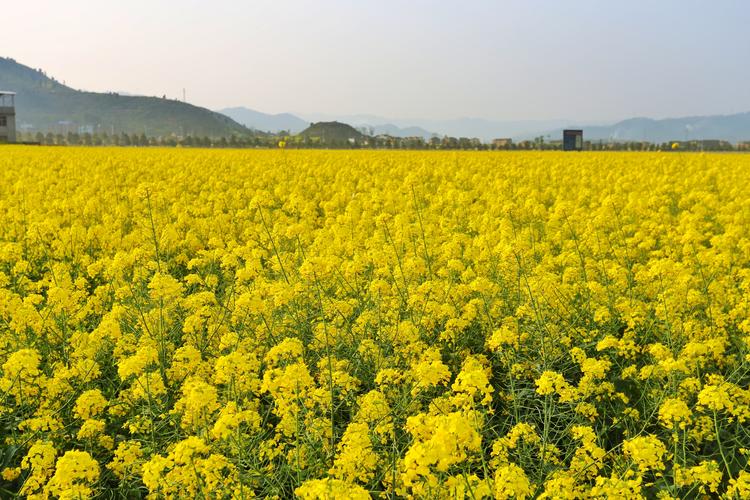 油菜花幾月份開