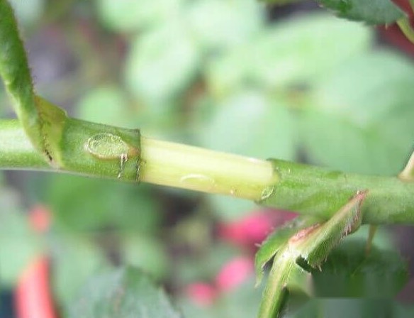 藍灰石竹怎麼進行扡插，需要注意什麼 ？