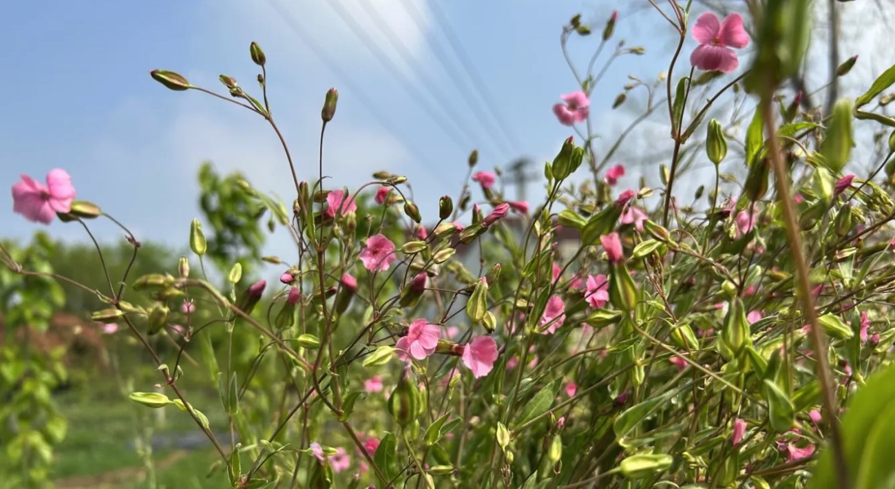 藍灰石竹有哪些生態習性，花期在什麼時候 ？