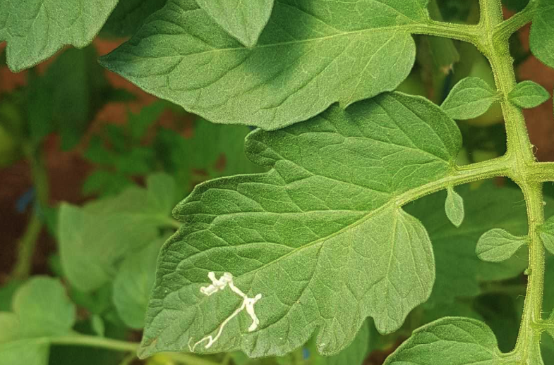 煙草芽蛾怎麼通過機械或者人工消滅？