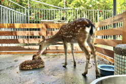 <strong>配種期的公鹿飼料中加入大蔥有什麼好處?</strong>