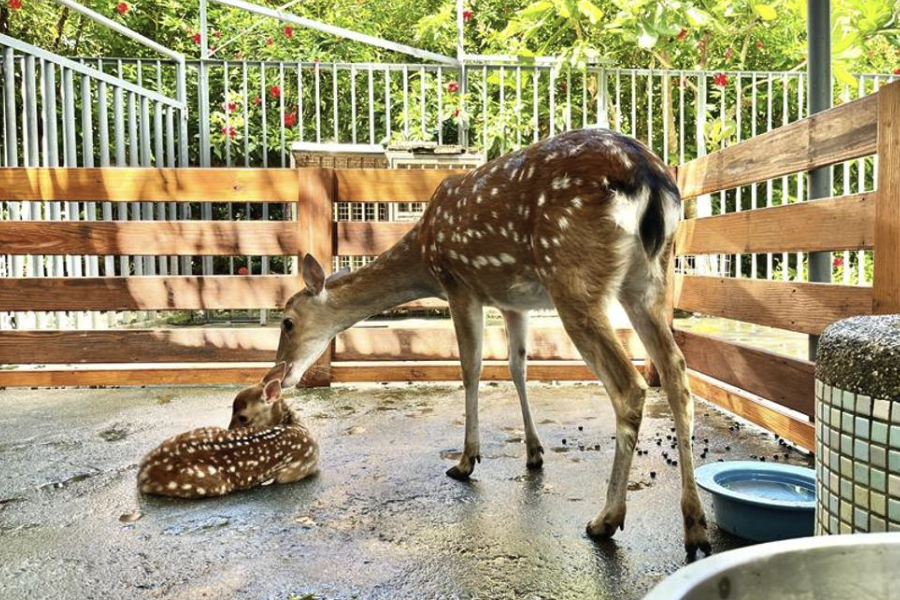 配種期的公鹿飼料中加入大蔥有什麼好處?