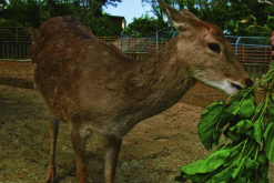 <strong>馬鹿配種期對飼料有什麼要求?</strong>