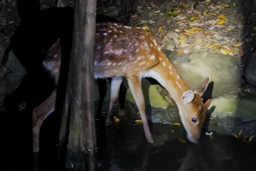 公鹿生茸期對與飼料的要求是什麼樣的?