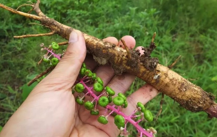 商陸根部可以作為藥材嗎，怎麼進行處理 ？