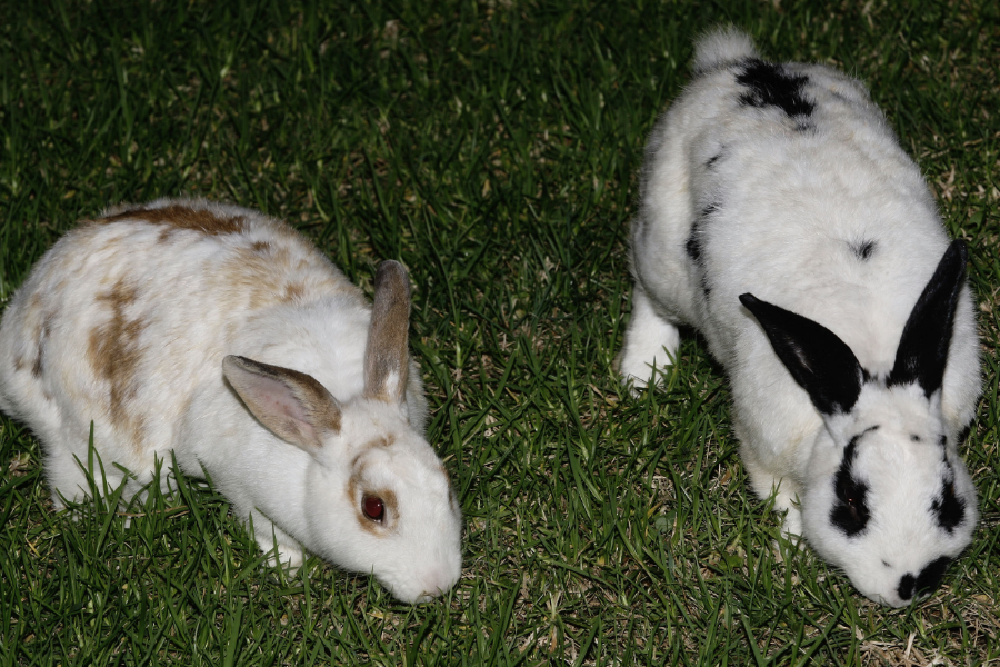 家兔的蛋白質飼料有哪些？