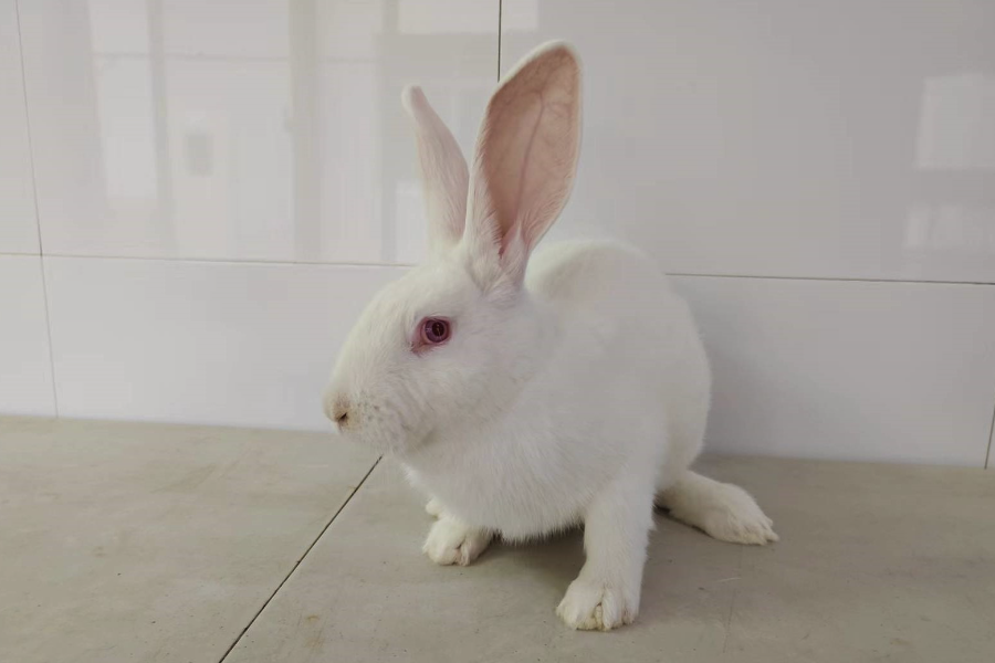 家兔的蛋白質飼料有哪些？