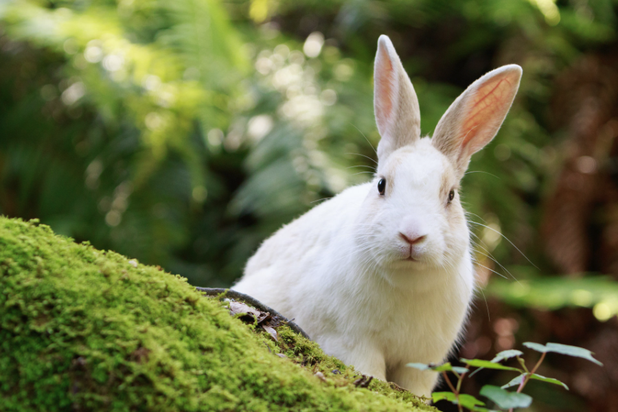 粉料可以作為家兔飼料嗎？