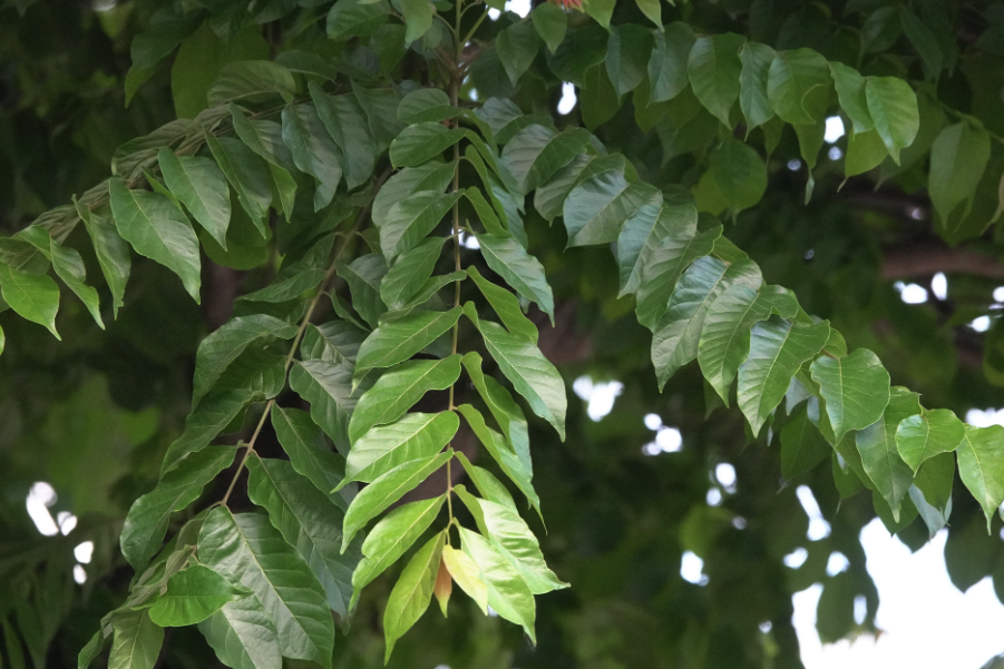 楝樹怎麼進行分株？