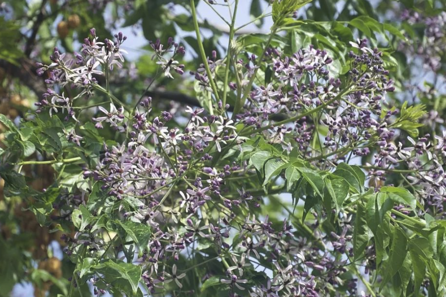 楝樹的種植方法是什麼樣的？