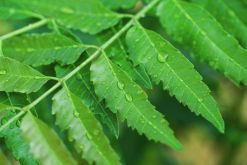 <strong>楝樹對生長環境有什麼要求，果實可以食用嗎？</strong>