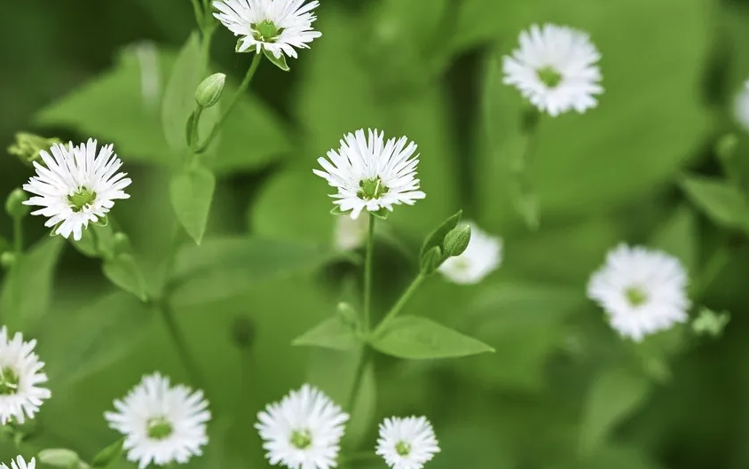 垂梗繁縷怎麼收集種子和進行處理？