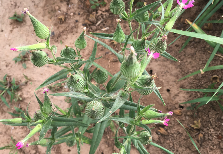 旱麥瓶草的種植方法和準備事項？