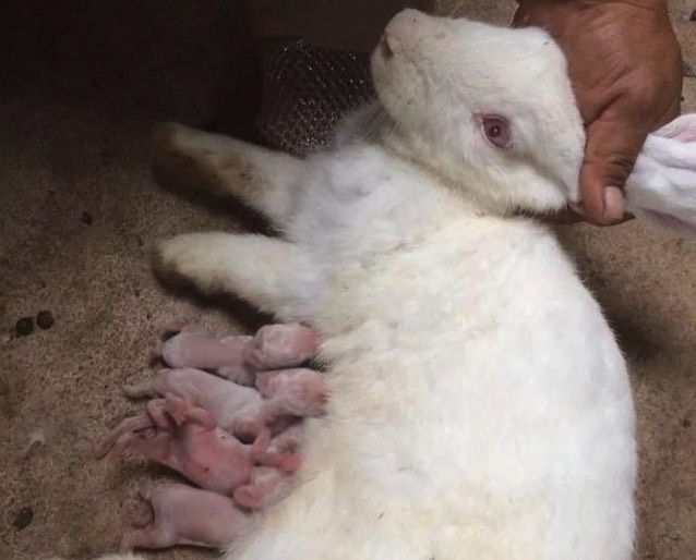 泌乳母兔增加多汁飼料有什麼好處 ？