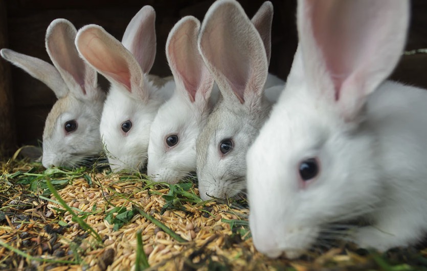 妊娠母兔飼料中加入粗飼料有什麼好處 ？