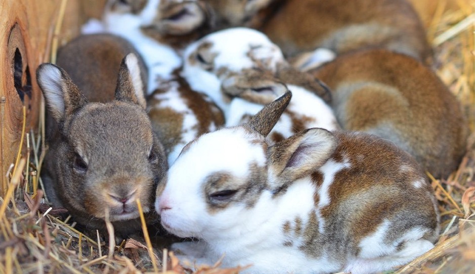 妊娠母兔飼料中加入粗飼料有什麼好處 ？