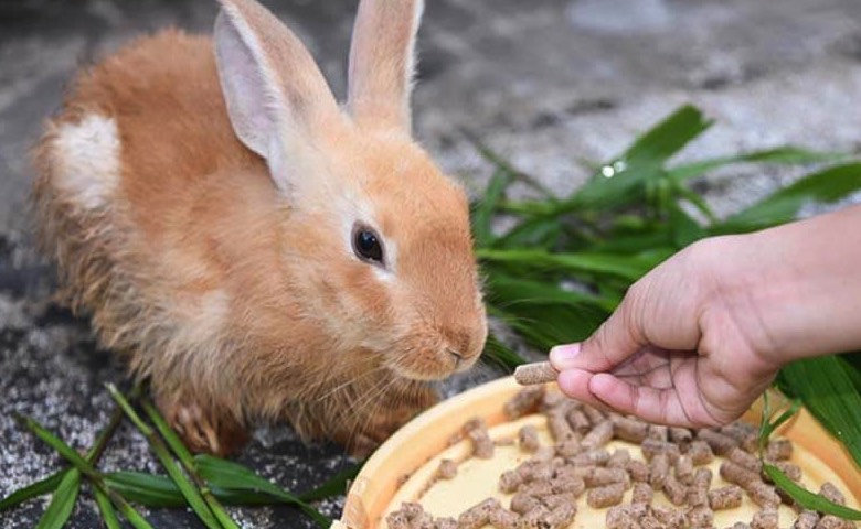 肉兔飼怎麼降低粗纖維水平 ？